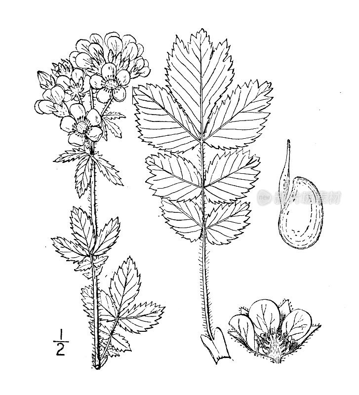 古植物学植物插图:Pontetilla arguta, Tall cinquefoil